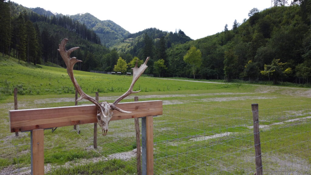 Gehege Duroc Schweine