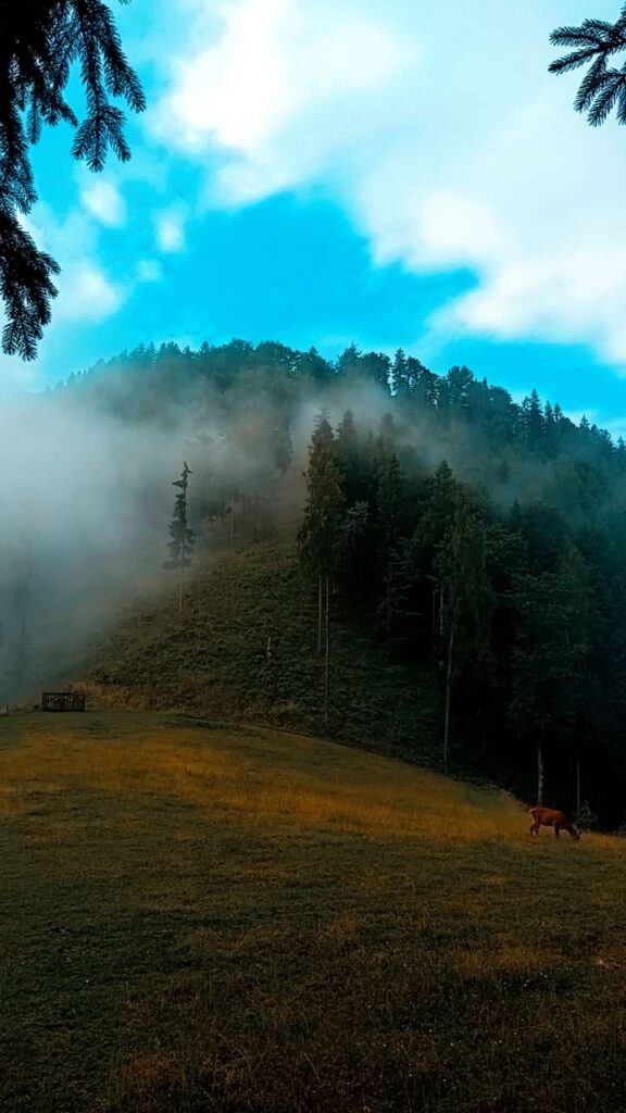 Nebel in den Bäumen