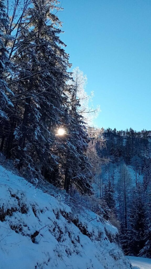 verschneite Bergstraße mit Bäumen