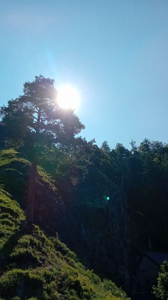 Sonne zwischen den Bäumen